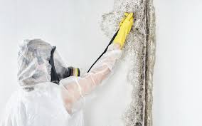 Best Water Damage & Mold Remediation in Gray Summit, MO